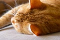 Sleeping ginger tomcat - perfect dream