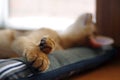 Sleeping ginger young Abyssinian kitten on gray pillow