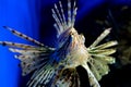 Sevastopol Aquarium Royalty Free Stock Photo