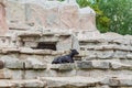 Sleeping goat at the farm. Domestic animal in nature Royalty Free Stock Photo