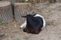 Sleeping goat Royalty Free Stock Photo