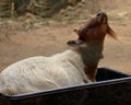 Sleeping goat in a rural outdoor setting Royalty Free Stock Photo