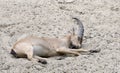 Sleeping goat Royalty Free Stock Photo