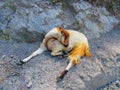 A sleeping goat on a stony road. Royalty Free Stock Photo