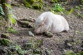 Goettinger miniature pig, also known as a short domestic pig Royalty Free Stock Photo