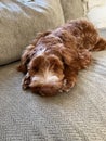 Sleeping Golden Labradoodle puppy on couch