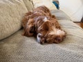 Sleeping Golden Labradoodle puppy on couch