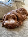 Sleeping Golden Labradoodle puppy on couch