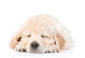 Sleeping golden retriever puppy dog in front view. isolated on white background Royalty Free Stock Photo