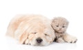 Sleeping golden retriever puppy embracing tiny kitten. isolated on white background Royalty Free Stock Photo