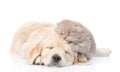 Sleeping golden retriever puppy embracing tiny kitten. isolated on white background