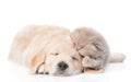 Sleeping golden retriever puppy embracing tiny kitten. isolated on white background