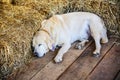 Sleeping Golden Retriever Puppy in farmhouse Royalty Free Stock Photo