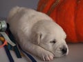 Sleeping Golden Retriever puppy Royalty Free Stock Photo