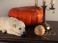 Sleeping Golden Retriever puppy Royalty Free Stock Photo