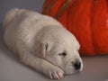 Sleeping Golden Retriever puppy Royalty Free Stock Photo