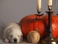 Sleeping Golden Retriever puppy Royalty Free Stock Photo