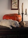 Sleeping Golden Retriever puppy Royalty Free Stock Photo