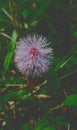 Sleeping Grass Sensitive Plant Touch-me-not Shame Plant Live-and-die Humble Plant Action Plant Mimosa Royalty Free Stock Photo