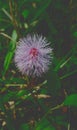 Sleeping Grass Sensitive Plant Touch-me-not Shame Plant Live-and-die Humble Plant Action Plant Mimosa