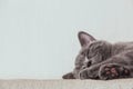 Sleeping gray british shorthair kitten Royalty Free Stock Photo