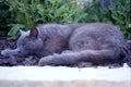 Sleeping gray cat