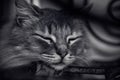 Sleeping gray cat, close-up portrait