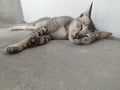 Sleeping Gray cat