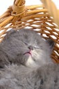 Sleeping gray and fluffy kitten basket.