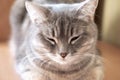 Sleeping gray fluffy tabby cat on the table, selective focus. Close-up of the muzzle of a very beautiful gray cat. Royalty Free Stock Photo