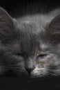 Sleeping gray kitten black background. Royalty Free Stock Photo