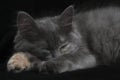 Sleeping gray kitten black background. Royalty Free Stock Photo