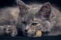 Sleeping gray kitten black background. Royalty Free Stock Photo