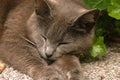 Sleeping Gray kitty cat Royalty Free Stock Photo