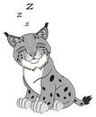 Sleeping gray lynx and letters z Royalty Free Stock Photo