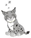 Sleeping gray lynx and letters z