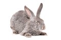 Sleeping gray rabbit Royalty Free Stock Photo