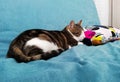 A sleeping gray striped cat, eyes closed, sitting on a turqoise sofa Royalty Free Stock Photo
