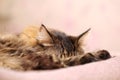 Sleeping Gray Tabby Cat Portrait Royalty Free Stock Photo