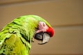 Sleeping Great green macaw with bright colourful plumage Royalty Free Stock Photo