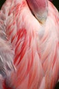Sleeping Greater Flamingo Pink Feathers Detail Royalty Free Stock Photo