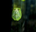 Sleeping green frog on glass