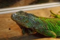 Sleeping green iguana