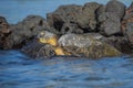 Sleeping Green Sea Turtle Royalty Free Stock Photo