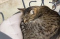 Sleeping cat on the chair in cafe. Royalty Free Stock Photo