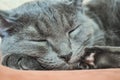 Sleeping grey cat close-up. Muzzle of a sleeping cat