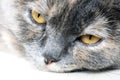 Sleeping Grey Cat in Closeup with Yellow Eyes