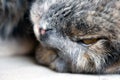 Sleeping Grey Cat in Closeup with Yellow Eyes