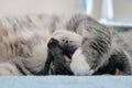 Sleeping grey cat covers his face with a paw, close-up