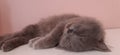 sleeping grey cat zz